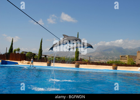 Delphine springen Seil, Delfin Show, Mundomar, Benidorm, Alicante Provinz, Comunidad Valenciana, Spanien Stockfoto