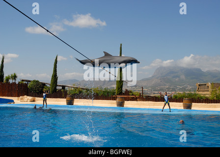 Durchführung von Delphin springen über Seil, Delfin Show, Mundomar, Benidorm, Alicante Provinz, Comunidad Valenciana, Spanien Stockfoto