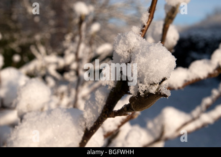 Eine Winterlandschaft mit Schnee ringsum. Eine Magnolie Knospe mit warten auf Frühling Schnee bedeckt. Stockfoto