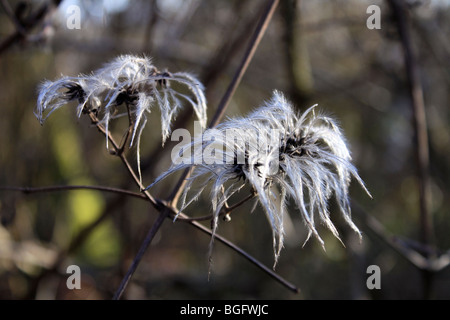 Clematis Vitalba auch bekannt als Alter Mann Bart und Traveller es Freude ist ein Strauch der Familie Butterblume. Surrey England UK. Stockfoto