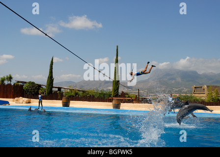 Durchführung von Delphin und Trainer, Delfin Show, Mundomar, Benidorm, Alicante Provinz, Comunidad Valenciana, Spanien Stockfoto