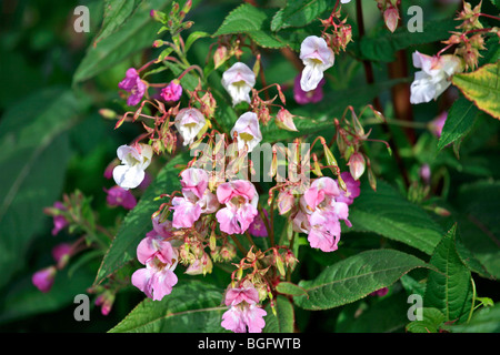 Himalaya-Springkraut Impatiens Glandulifera Blumen schließen USV Stockfoto