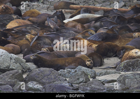 Kalifornien Seelöwen Zalophus Californianus Floß auf Felsen in der Nähe von Ucluelet, Vancouver Island im September holte. Stockfoto