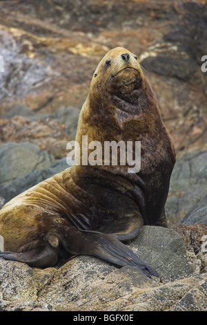 Kalifornien Seelöwen Zalophus Californianus männlich holte auf Felsen in der Nähe von Ucluelet, Vancouver Island im September. Stockfoto