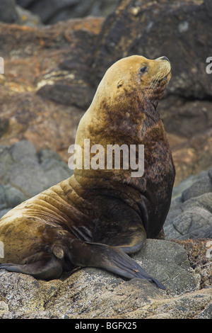 Kalifornien Seelöwen Zalophus Californianus männlich holte auf Felsen in der Nähe von Ucluelet, Vancouver Island im September. Stockfoto