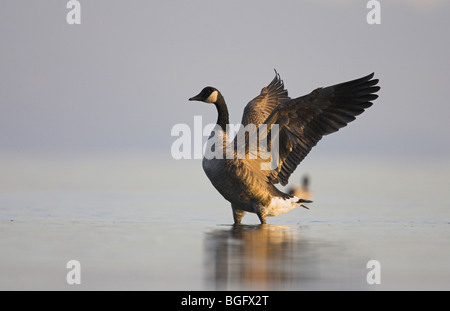 Kanadagans Branta Canadensis Flügel erstreckt sich im flachen, ruhigen Wasser auf Georgia Strait, Vancouver Island, Kanada im September. Stockfoto