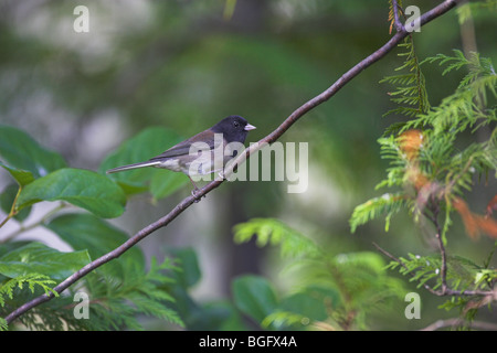Dunkel-gemustertes Junco Junco Hyemalis männlich thront auf Zweig im Garten in Nanaimo, Vancouver Island im September. Stockfoto