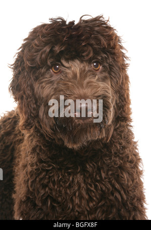 Braun Labradoodle Welpen einzigen jungen weiblichen Studio Stockfoto