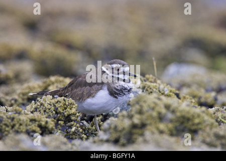 Killdeer Charadrius Vociferus juvenile zu Fuß auf die felsige Küste entlang Georgia Strait, Vancouver Island, Kanada im September Stockfoto