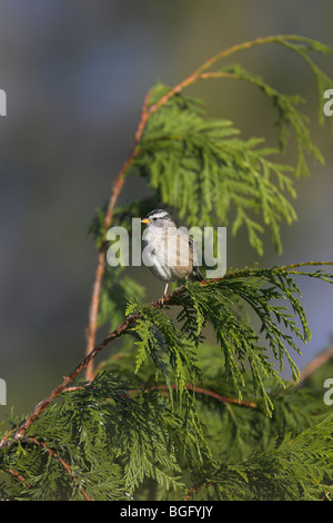 Weiß – Crowned Sparrow Zonotrichia Leucophrys männlichen thront in Nadelbaum im Garten in Nanaimo, Vancouver Island im September. Stockfoto