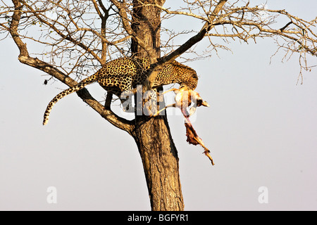 Leopard versteckt die Beute in Baum Stockfoto