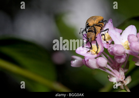 Rüsselkäfer, Familie Curculionidae Paarung. Stockfoto