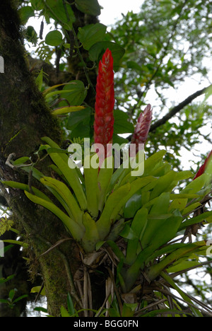 Bromelia (Vriesea Inflata) wächst auf einem Baum Ast, Regenwald, Südbrasilien Stockfoto