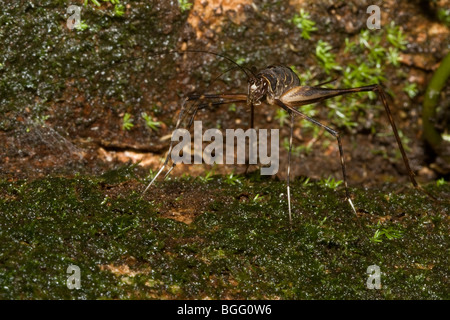 Höhle Cricket mit extrem langen Beinen. Familie Rhaphidophoridae Orthopteren bestellen. Fotografiert in Costa Rica. Stockfoto