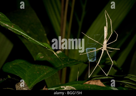 Eine Spinne Netz-Casting, Familie Deinopidae, mit net bereit nach Beute. Stockfoto