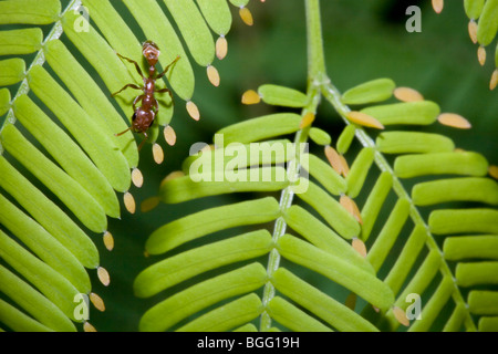 Pseudomyrmex Ameisen auf ein Megaphon Acacia Beltian Körper für Nahrung, ein klassisches Beispiel für Mutualism zu sammeln. Stockfoto