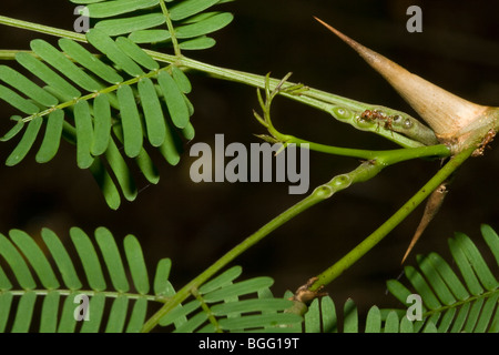 Pseudomyrmex Ameisen auf ein Megaphon Acacia Beltian Körper für Nahrung, ein klassisches Beispiel für Mutualism zu sammeln. Stockfoto