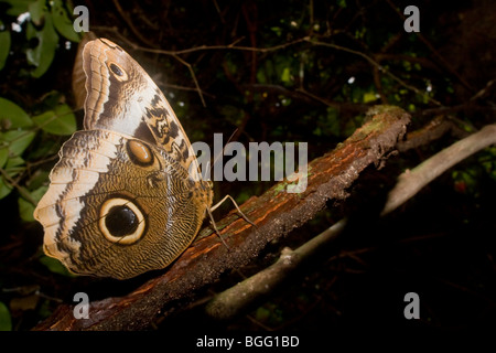 Eule Schmetterling in Ruhe. Ordnung Lepidoptera, Familie Nymphalidae. Fotografiert in Costa Rica. Stockfoto