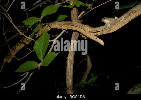 Großen veined Laubfrosch (Milch Grasfrosch), Trachycephalus Venulosus, thront auf einem Ast in der Nacht in einem trockenen Wald in Costa Rica. Stockfoto