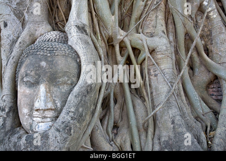 Buddha-Kopf-Statue in den Wurzeln von einem Banyanbaum gefangen. Wat Mahathat. Ayutthaya Historical Park. Thailand. Stockfoto