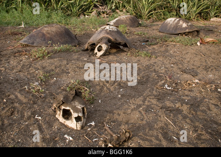 Vier Tote gefährdet Olive Bastardschildkröten (Lepidochelys Olivacea), Costa Rica. Stockfoto