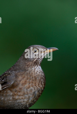 Weibliche Amsel Turdus Merula hautnah Stockfoto