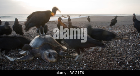 Toten Olive Ridley Meeresschildkröten (Lepidochelys Olivacea) wird durch schwarze Geier in Costa Rica aufgeräumt. Stockfoto