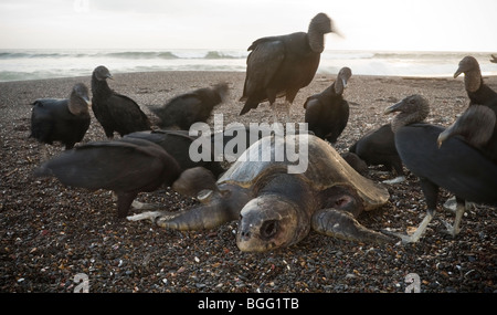 Toten Olive Ridley Meeresschildkröten (Lepidochelys Olivacea) wird durch schwarze Geier in Costa Rica aufgeräumt. Stockfoto