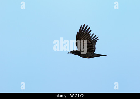 AAS-Krähe Corvus Corone im Flug Stockfoto