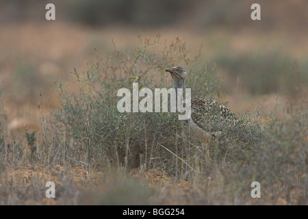 Houbara Bustard Chlamydotis Undulata Fuertaventurae lauert auf Wüstenebenen bei El Cotillo, Fuerteventura im Januar. Stockfoto