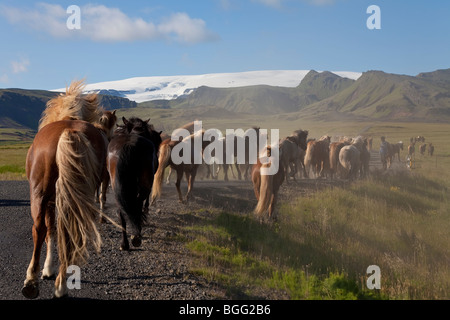 Herde von Islandpferden im Galopp auf einer Straße in ein Feld. In Island gedreht. Stockfoto