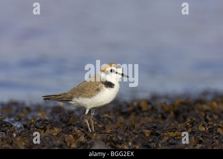 Kentish Plover Charadrius Alexandrinus männlich Futtersuche entlang Küste bei El Cotillo, Fuerteventura im Januar. Stockfoto