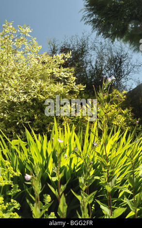 Englisch s Garten im Frühjahr. Stockfoto