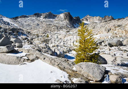 Ein Lärche Baum beginnen, seinen Fall zeigen Farben in die oberen Verzauberungen, Verzauberung Lakes Wilderness Area Stockfoto