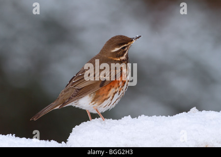 Rotdrossel Turdus Iliacus im Schnee Stockfoto