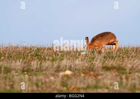 Brauner Hase Lepus Capensis Fütterung Stockfoto