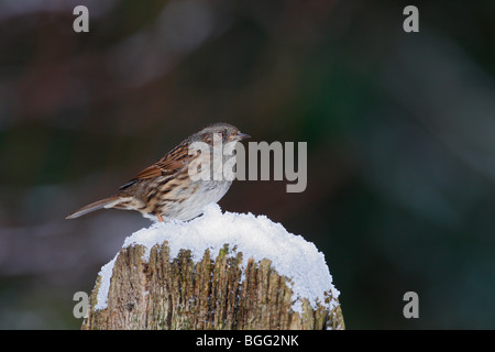 Heckenbraunelle Prunella Modularis auf Schnee bedeckt post Stockfoto