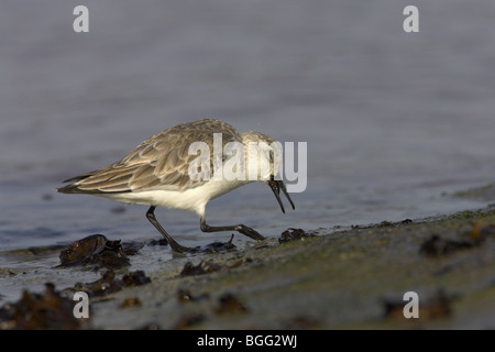 Sanderling Calidris Alba Erwachsener Futtersuche entlang der Küste in der Nähe von El Cotillo, Fuerteventura im Januar. Stockfoto