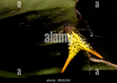 Eine stachelige Kugel weben Spinne. Stockfoto