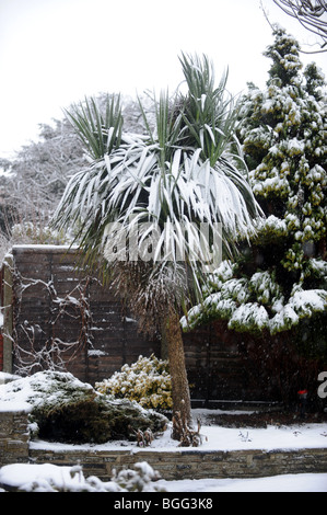 Palme schneebedeckt in Brighton, Sussex UK Stockfoto