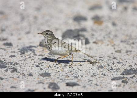 Berthelot Pieper Anthus Berthelotii stehen am Strand von El Cotillo, Fuerteventura im Januar. Stockfoto