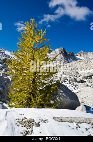 Ein Lärche Baum beginnen, seinen Fall zeigen Farben in die oberen Verzauberungen, Verzauberung Lakes Wilderness Area Stockfoto