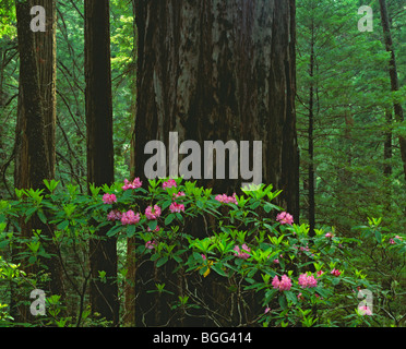 Kalifornien - Rhododendren blühen entlang des Coastal Trail im Del Norte Coast Redwoods State Park. Stockfoto