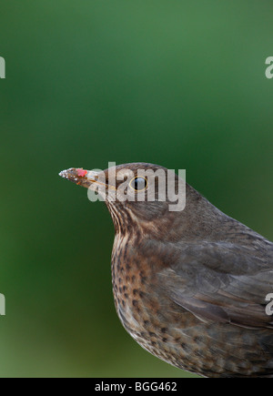 Weibliche Amsel Turdus Merula hautnah Stockfoto