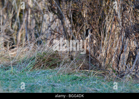 Brauner Hase Lepus Capensis in Hecke Stockfoto