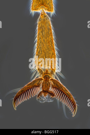 Fuß Detail Dunkelfeld Mikrophotographie von Ophion Luteus, ein Ichneumon Schlupfwespe. Stockfoto