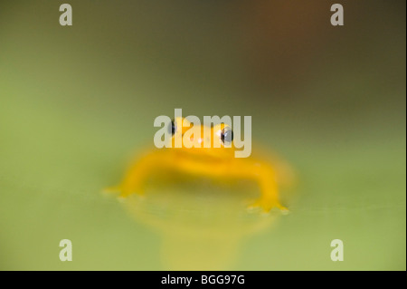 Golden Poison Dart Frog (Colostethus Beebei) balanciert auf riesigen Tank Bromelie (Brocchinia Micrantha) Blatt Kaieteur Falls Guyana Stockfoto