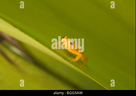 Golden Poison Dart Frog (Colostethus Beebei) balanciert auf riesigen Tank Bromelie (Brocchinia Micrantha) Blatt Kaieteur Falls Guyana Stockfoto