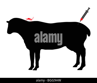 Schaf bekommt Immunisierung gegen Krankheiten, die durch Stiche der Mücke Stockfoto