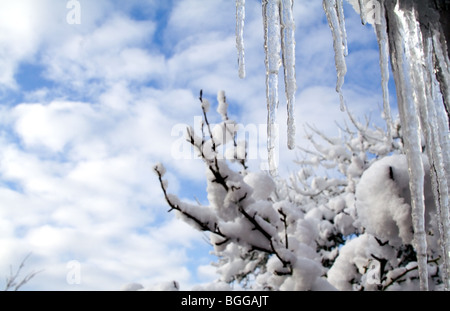 Eiszapfen hängen von einer Rinne mit Laub und Himmel im Hintergrund Stockfoto